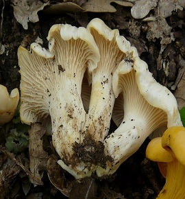 Cantharellus pallens